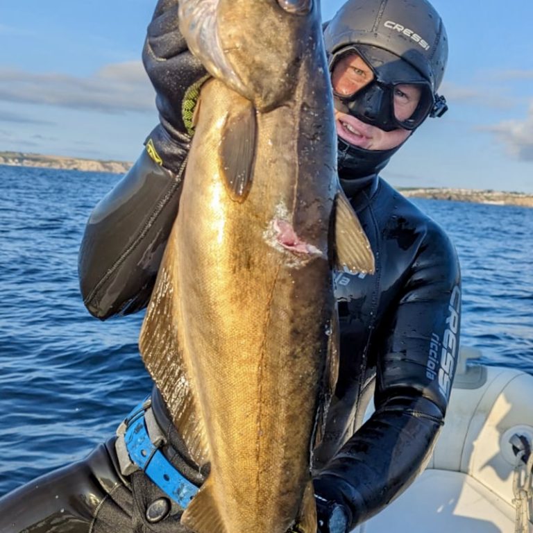 Huge pollock caught on spearfishing course whilst teaching students to spearfish and forage safely from boat in Cornwall uk.