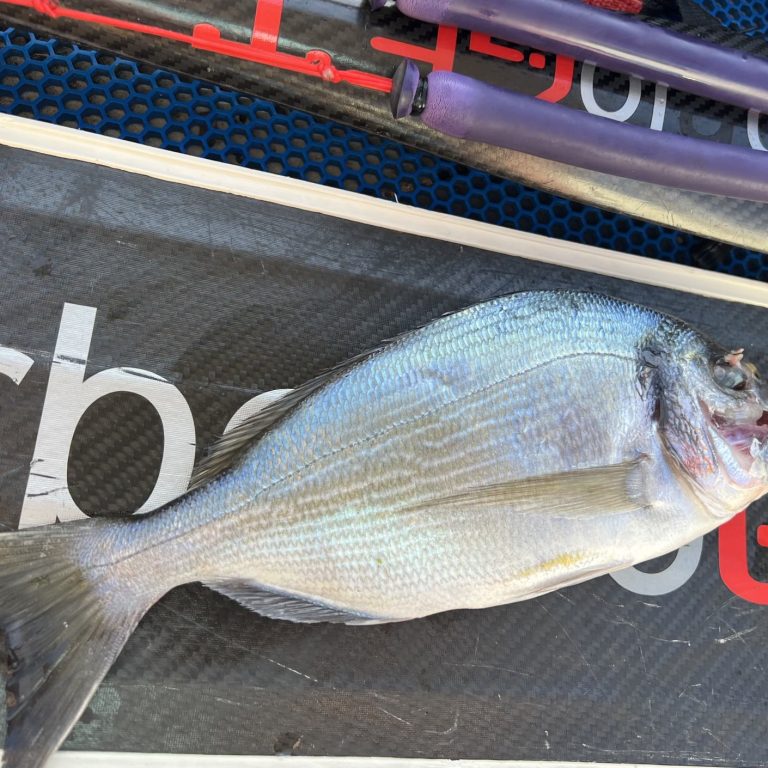 guilt head bream caught on spearfishing holiday in turkey diving from boat