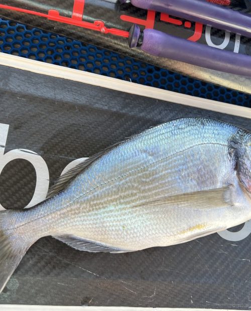 guilt head bream caught on spearfishing holiday in turkey diving from boat